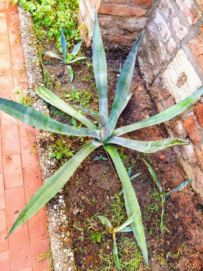 Ca'tronconi Ai Frari Apartamento