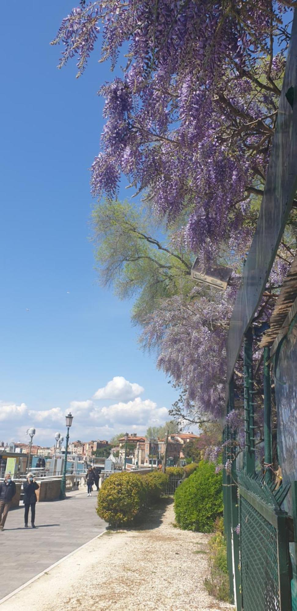 Biennale Flat In Giardini * Venice
