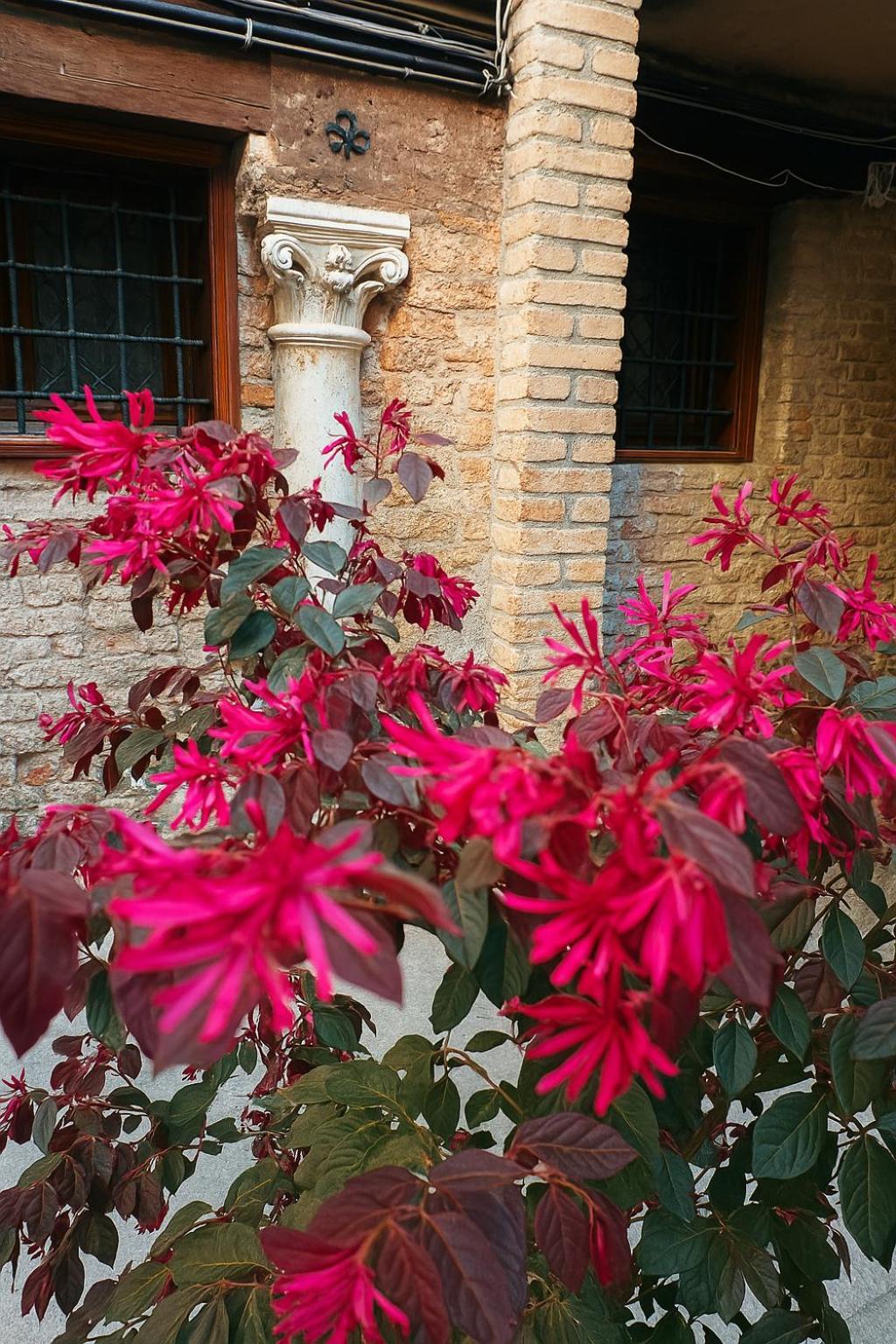 My Rialto Palace Guest house *