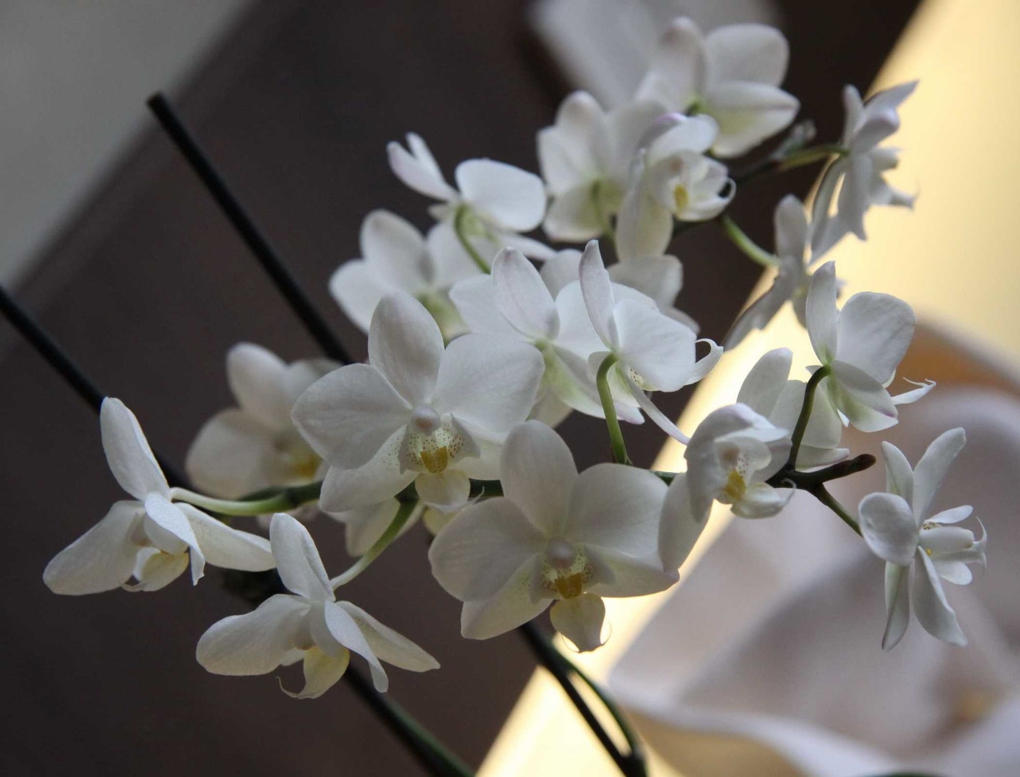 Hotel Lh Sirio Venice