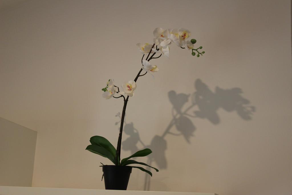 Apartamento Alessandra House