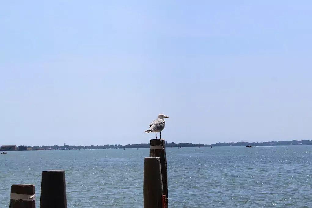Apartamento Wonderful View Over Venetian Lagoon Veneza