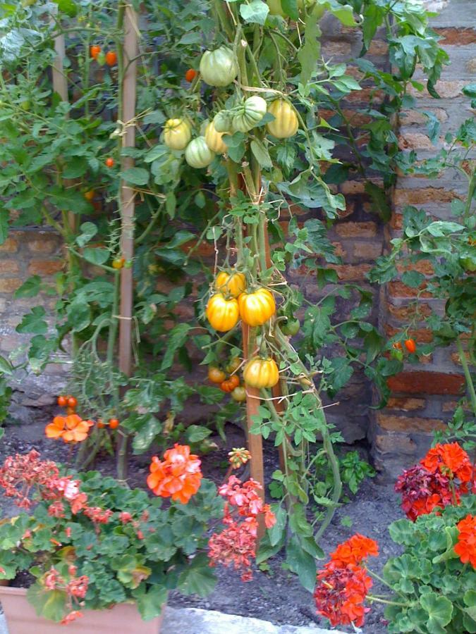 Apartment Ca' Ermina & Garden