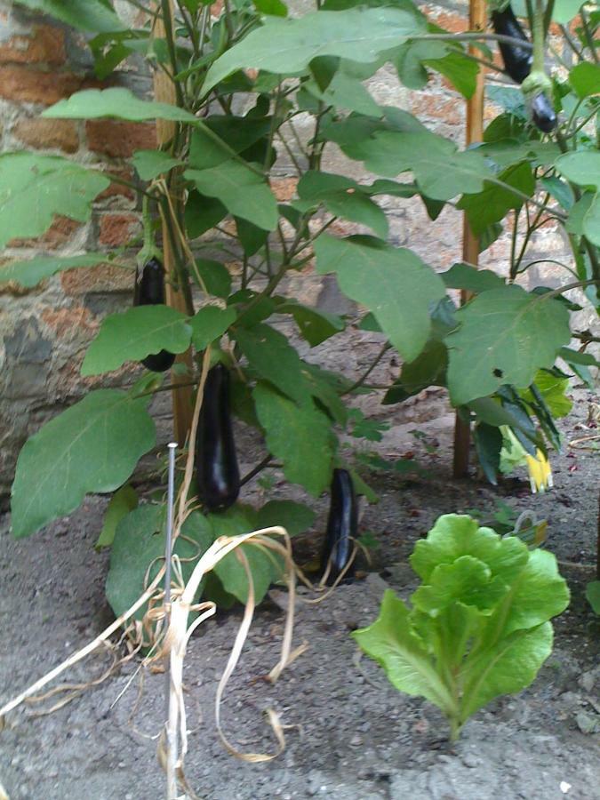 Apartment Ca' Ermina & Garden *