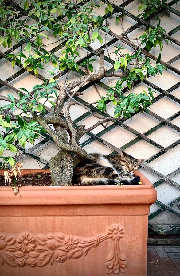Bed & Breakfast Michelangelo