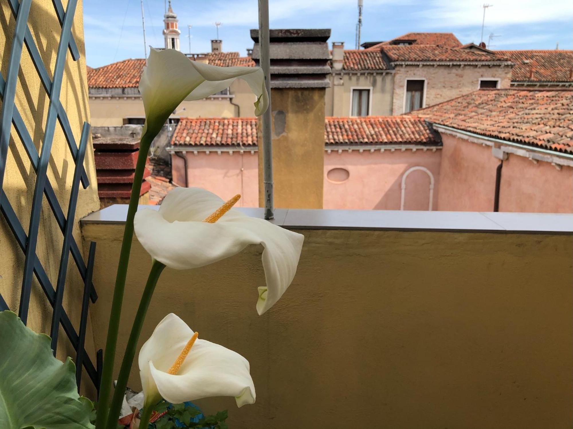 Ca D'oro Apartamento