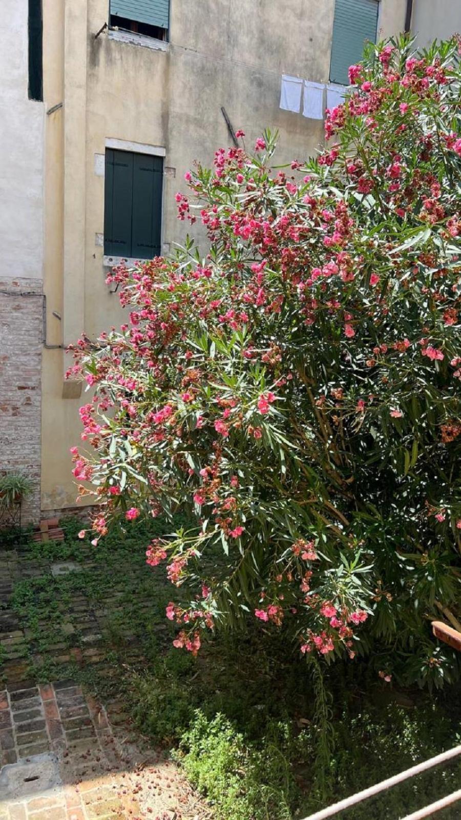 Ania * Venice