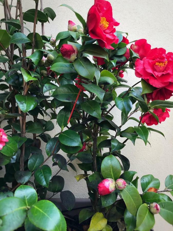Apartment Le Conterie Blu E Rosse